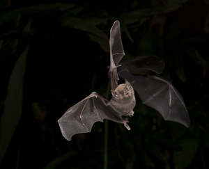 bat